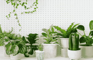 5 Indoor Plants Can Improve Air Quality and Produce Oxygen at Night! Plants Can Improve Air Quality