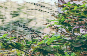 Unveil the Healing Power of Tulsi Power of Tulsi